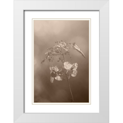 Withered Hydrangea_008 White Modern Wood Framed Art Print with Double Matting by Suzuki, Takashi