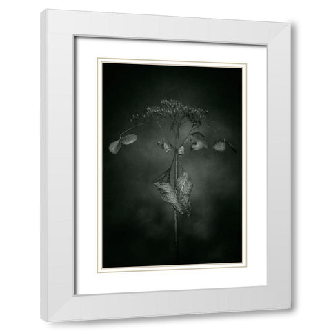 Withered Hydrangea_009 White Modern Wood Framed Art Print with Double Matting by Suzuki, Takashi
