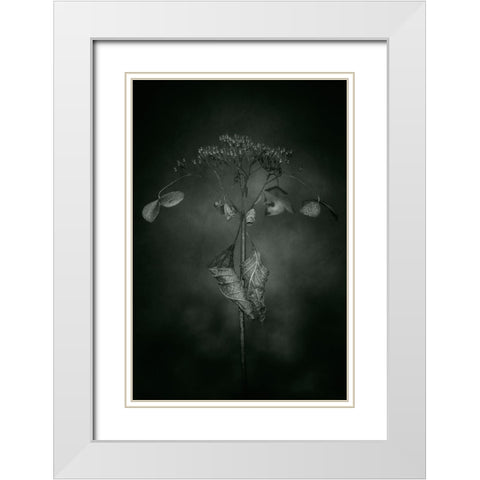 Withered Hydrangea_009 White Modern Wood Framed Art Print with Double Matting by Suzuki, Takashi