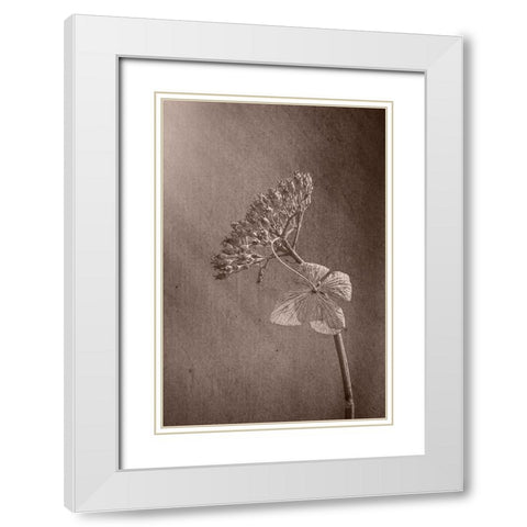 Withered Hydrangea_010 White Modern Wood Framed Art Print with Double Matting by Suzuki, Takashi