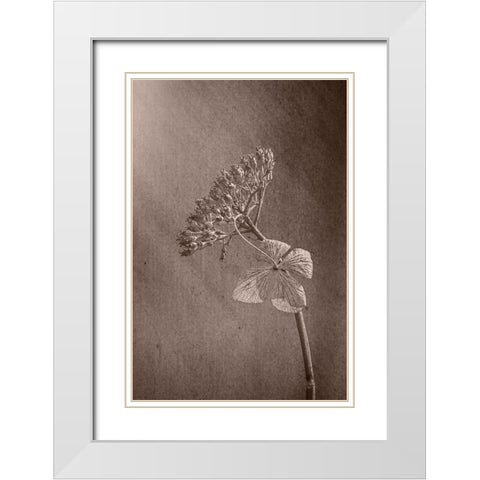 Withered Hydrangea_010 White Modern Wood Framed Art Print with Double Matting by Suzuki, Takashi