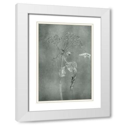 Withered Hydrangea_012 White Modern Wood Framed Art Print with Double Matting by Suzuki, Takashi