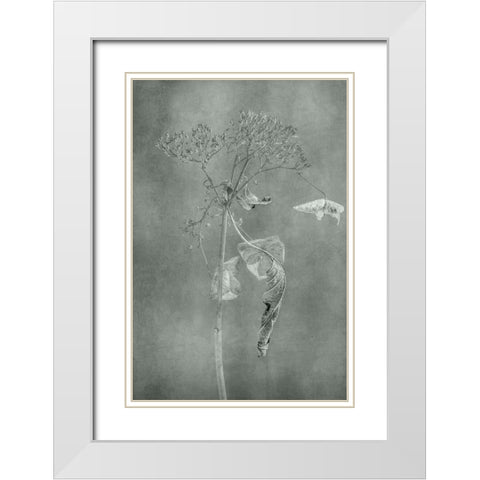 Withered Hydrangea_012 White Modern Wood Framed Art Print with Double Matting by Suzuki, Takashi