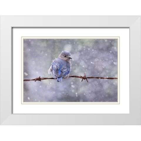Eastern Bluebird White Modern Wood Framed Art Print with Double Matting by D Lester, Linda