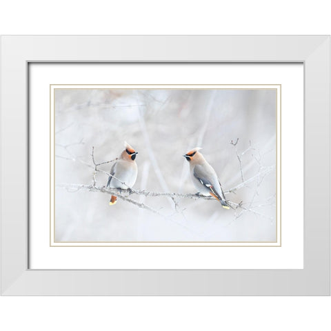 Bohemian Waxwings White Modern Wood Framed Art Print with Double Matting by Cumming, Jim
