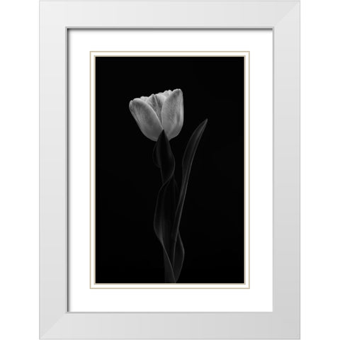 Tulip White Modern Wood Framed Art Print with Double Matting by Gronkjar, Lotte