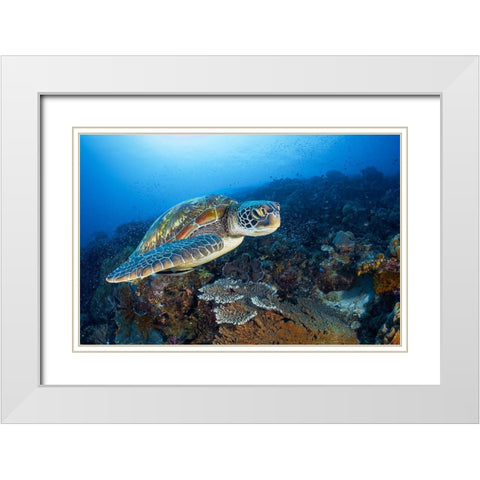 Green Sea Turtle From Raja Ampat White Modern Wood Framed Art Print with Double Matting by Gabriel, Barathieu