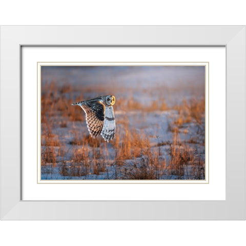 Short-Eared Owl White Modern Wood Framed Art Print with Double Matting by Huang, Tao