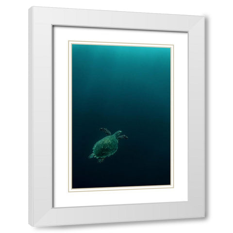 The Fly Of The Hawksbill White Modern Wood Framed Art Print with Double Matting by Melesan, Serge