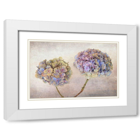 Hydrangea White Modern Wood Framed Art Print with Double Matting by Veenstra, Ytje