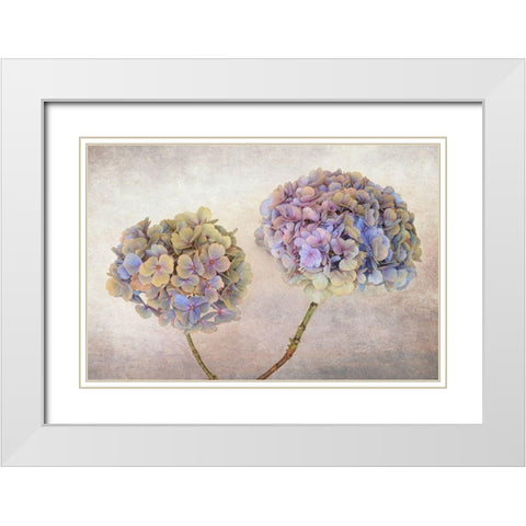 Hydrangea White Modern Wood Framed Art Print with Double Matting by Veenstra, Ytje