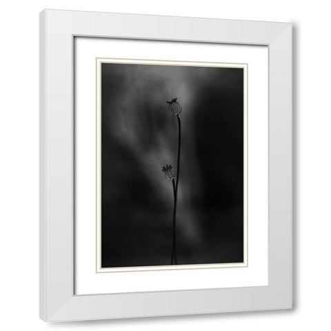 Old Poppies White Modern Wood Framed Art Print with Double Matting by Gronkjar, Lotte