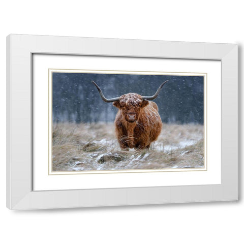 Snowy Highland Cow White Modern Wood Framed Art Print with Double Matting by Guijt, Richard