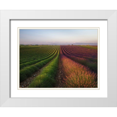 Field Of Lavender White Modern Wood Framed Art Print with Double Matting by Anton, Rostovskiy