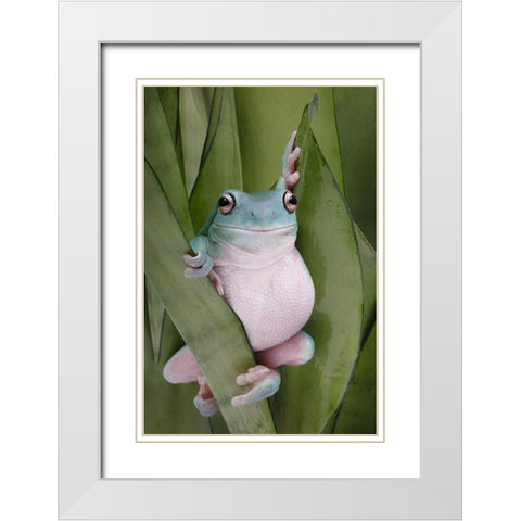 A Whites Tree Frogs Pose White Modern Wood Framed Art Print with Double Matting by D Lester, Linda