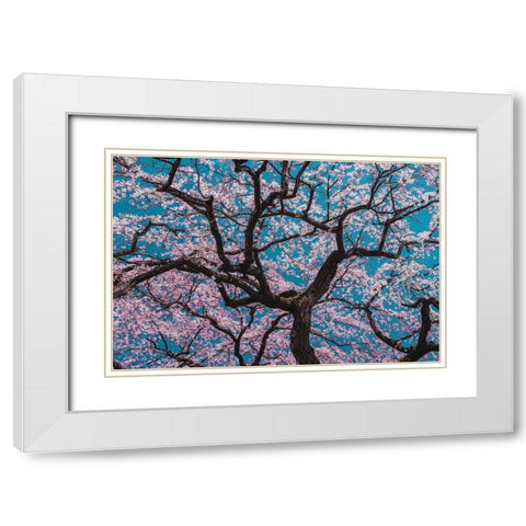 Sakura White Modern Wood Framed Art Print with Double Matting by ShikiRyu