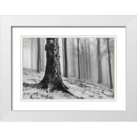 Forest White Modern Wood Framed Art Print with Double Matting by Pavlasek, Tom