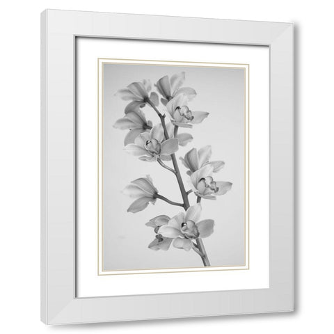 Wild Orchid White Modern Wood Framed Art Print with Double Matting by Mandich, Igor