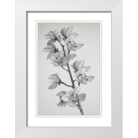 Wild Orchid White Modern Wood Framed Art Print with Double Matting by Mandich, Igor