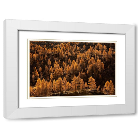 Larches In Autumn White Modern Wood Framed Art Print with Double Matting by Manzoni, Michel