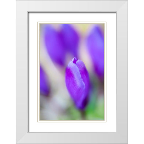 Violet Dreams White Modern Wood Framed Art Print with Double Matting by Riml, Ludwig