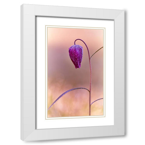 Fritillary White Modern Wood Framed Art Print with Double Matting by Williams, Stuart