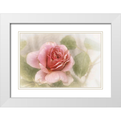Smooth Rose White Modern Wood Framed Art Print with Double Matting by Claes, Gilbert
