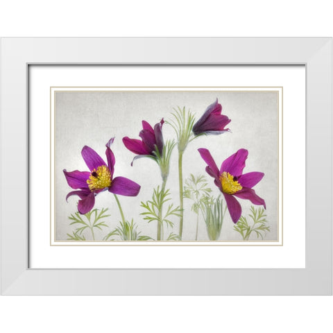 Pulsatilla White Modern Wood Framed Art Print with Double Matting by Disher, Mandy