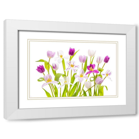 Tulipa Spring White Modern Wood Framed Art Print with Double Matting by Parker, Jacky