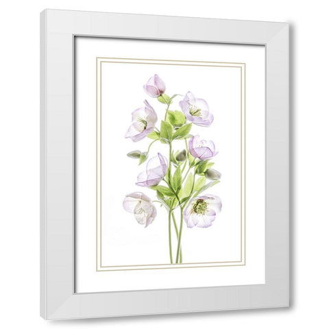 Hellebore White Modern Wood Framed Art Print with Double Matting by Disher, Mandy