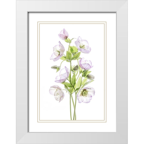 Hellebore White Modern Wood Framed Art Print with Double Matting by Disher, Mandy