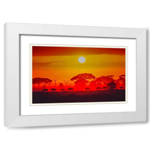 Amboseli Sunrise White Modern Wood Framed Art Print with Double Matting by C. Sink, Jeffrey