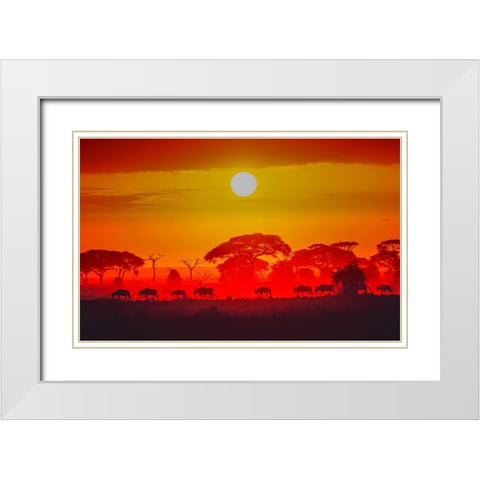 Amboseli Sunrise White Modern Wood Framed Art Print with Double Matting by C. Sink, Jeffrey