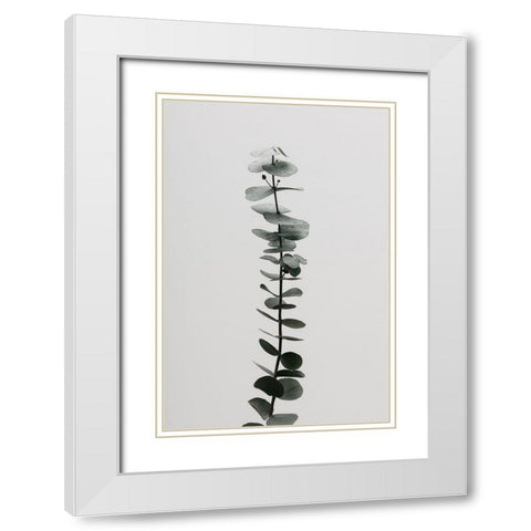 Eucalyptus Natural 02 White Modern Wood Framed Art Print with Double Matting by 1x Studio III