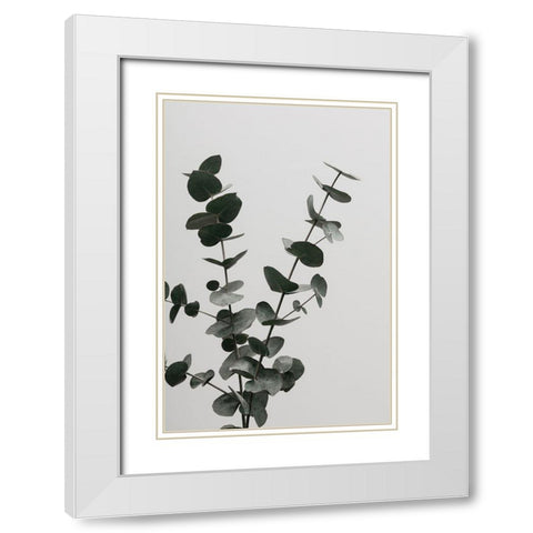Eucalyptus Natural 04 White Modern Wood Framed Art Print with Double Matting by 1x Studio III