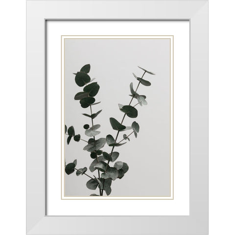 Eucalyptus Natural 04 White Modern Wood Framed Art Print with Double Matting by 1x Studio III