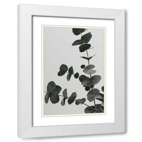 Eucalyptus Natural 05 White Modern Wood Framed Art Print with Double Matting by 1x Studio III