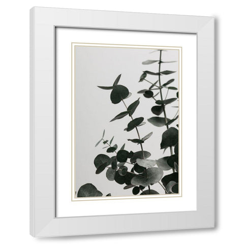 Eucalyptus Natural 08 White Modern Wood Framed Art Print with Double Matting by 1x Studio III