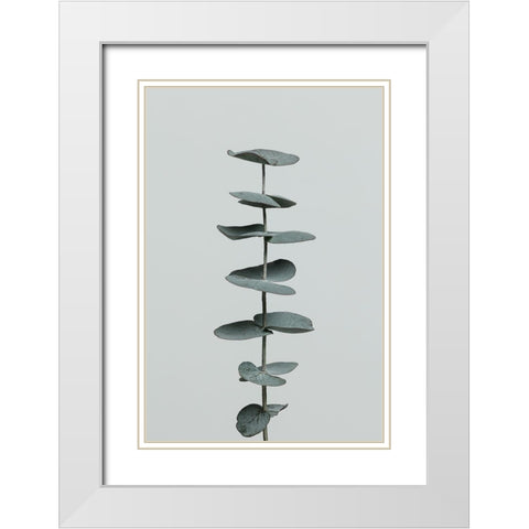 Eucalyptus Natural 09 White Modern Wood Framed Art Print with Double Matting by 1x Studio III
