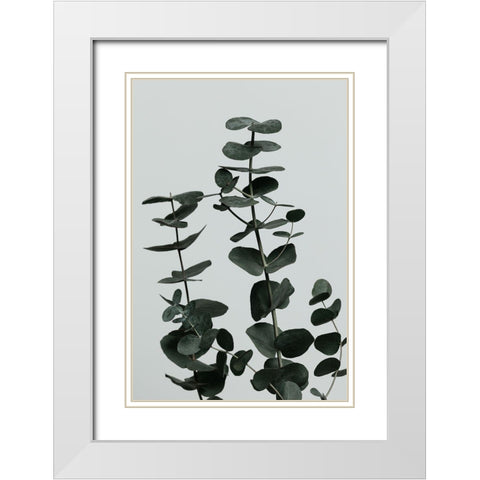 Eucalyptus Natural 11 White Modern Wood Framed Art Print with Double Matting by 1x Studio III