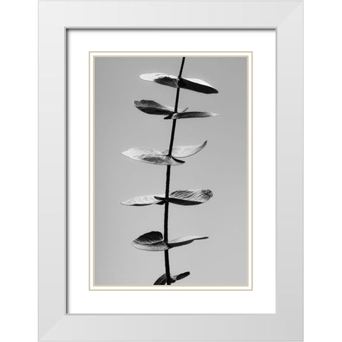 Eucalyptus Black a White White Modern Wood Framed Art Print with Double Matting by 1x Studio III