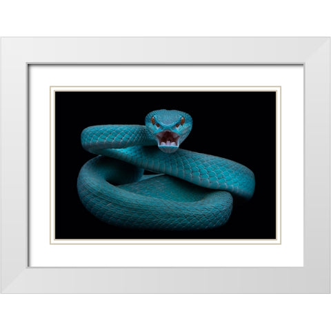 Angry White Modern Wood Framed Art Print with Double Matting by Tantoyensen