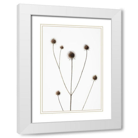 Thistle Grey 09 White Modern Wood Framed Art Print with Double Matting by 1x Studio III