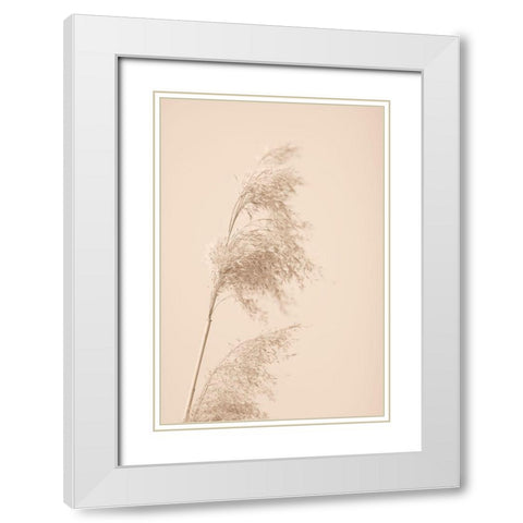 Reed Grass Beige 03 White Modern Wood Framed Art Print with Double Matting by 1x Studio III