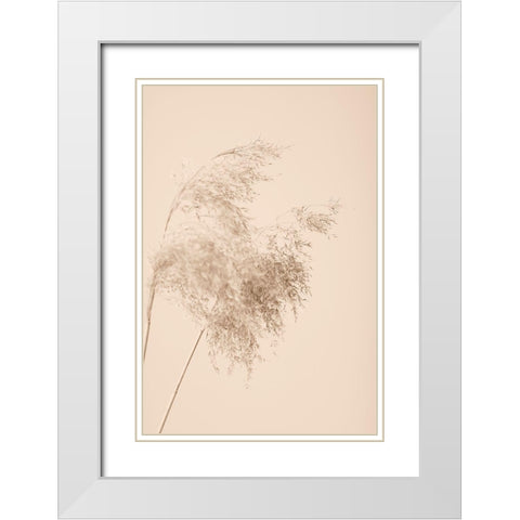 Reed Grass Beige 04 White Modern Wood Framed Art Print with Double Matting by 1x Studio III