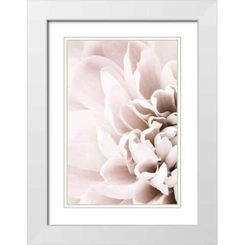 Chrysanthemum No 02 White Modern Wood Framed Art Print with Double Matting by 1x Studio III