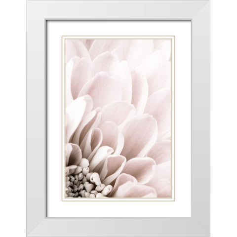 Chrysanthemum No 03 White Modern Wood Framed Art Print with Double Matting by 1x Studio III