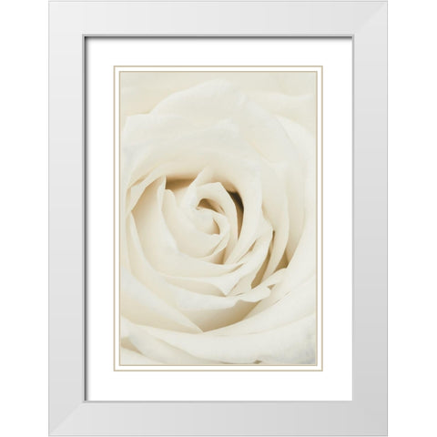 White Rose White Modern Wood Framed Art Print with Double Matting by 1x Studio III
