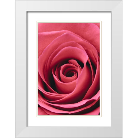 Red Rose White Modern Wood Framed Art Print with Double Matting by 1x Studio III