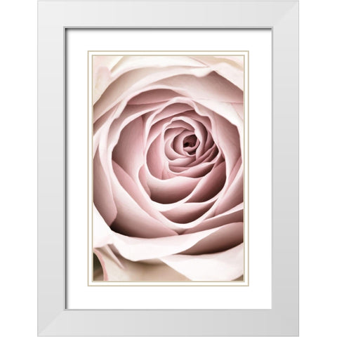 Pink Rose No 03 White Modern Wood Framed Art Print with Double Matting by 1x Studio III
